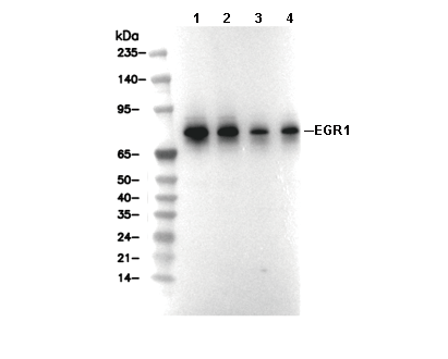 EGR1 Antibody [N15L8] WB
