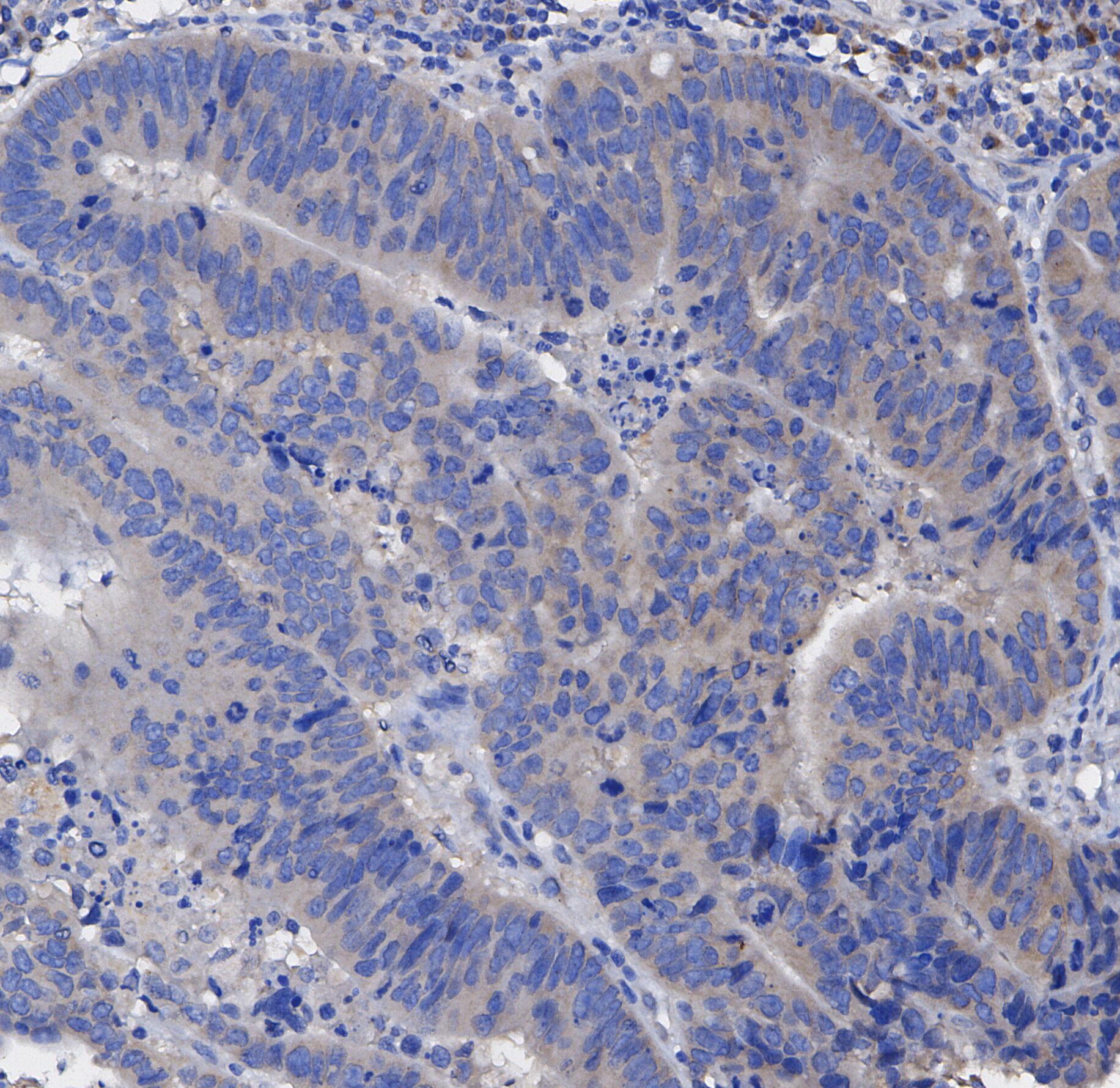 F0288-IHC1