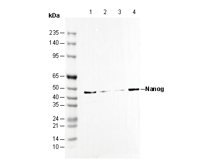F0290-wb
