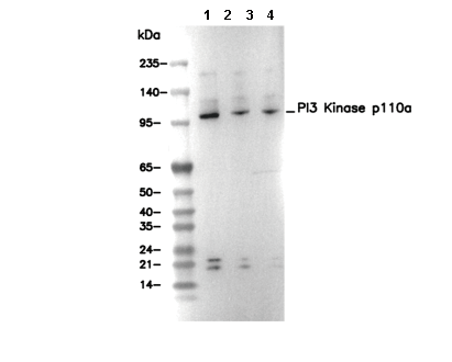 PI3 Kinase p110&alpha; Antibody [P8E2] WB