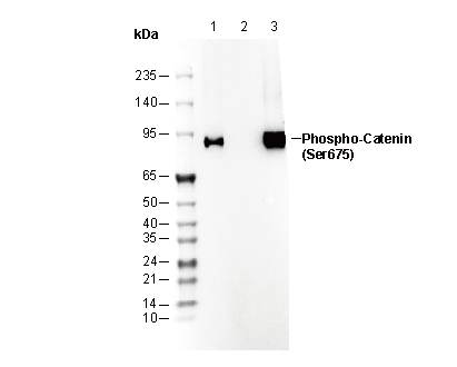 F0297-wb