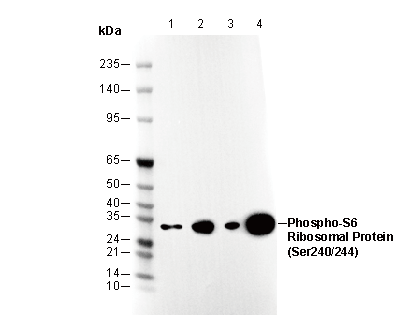 F0303-wb