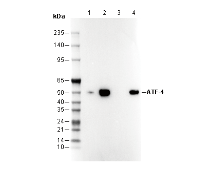 ATF-4 Antibody [L3P6] WB