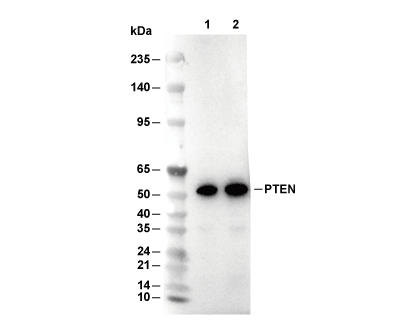 F0337-wb
