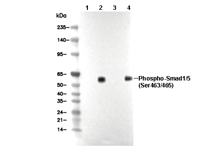 Phospho-Smad1/5 (Ser463/465) Antibody [H6D11] WB