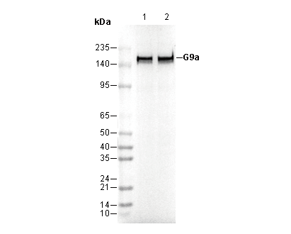 F0379-wb