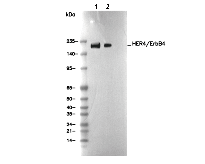 HER4/ErbB4 Antibody [G19M2] WB