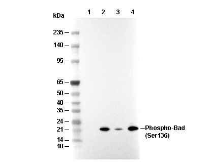 Phospho-Bad (Ser136) Antibody [K15E21] WB