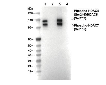 Phospho-HDAC4 (S246)/5 (S259)/7 (S155) Antibody [H5N6] WB