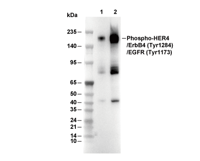 F0397-wb