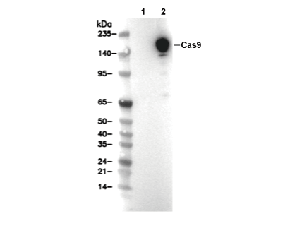 Cas9 (S. pyogenes) Antibody [L14C20] WB
