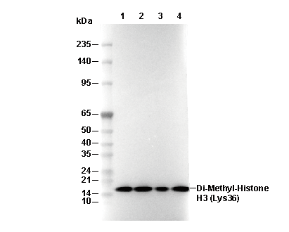 Histone H3 (di methyl Lys36) Antibody [H14D5] WB