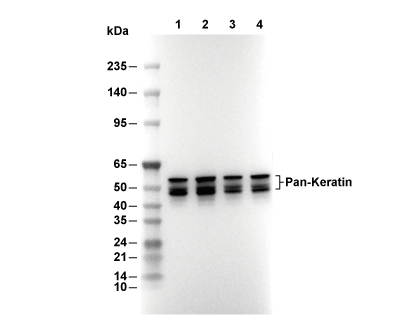 F0443-wb