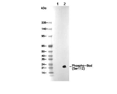 Phospho-Bad (Ser112) Antibody [K3H8] WB