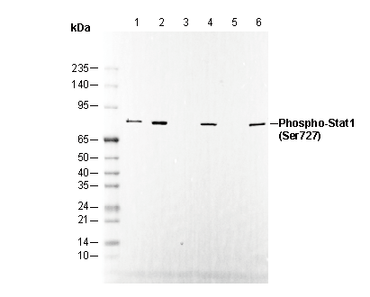 Phospho-STAT1 (Ser727) Antibody [K4E23] WB