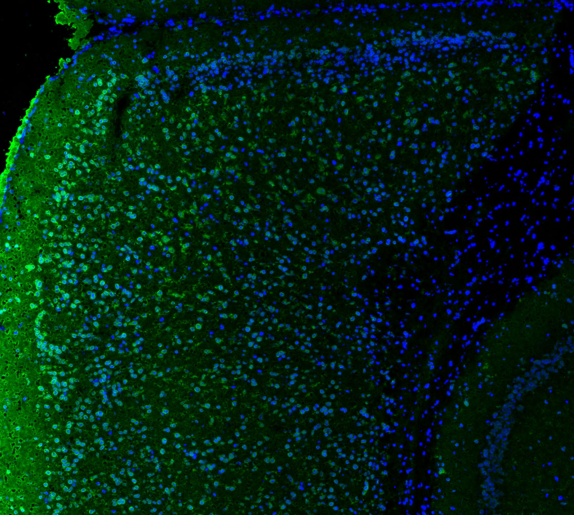 F0455-IF-Mouse-Brain