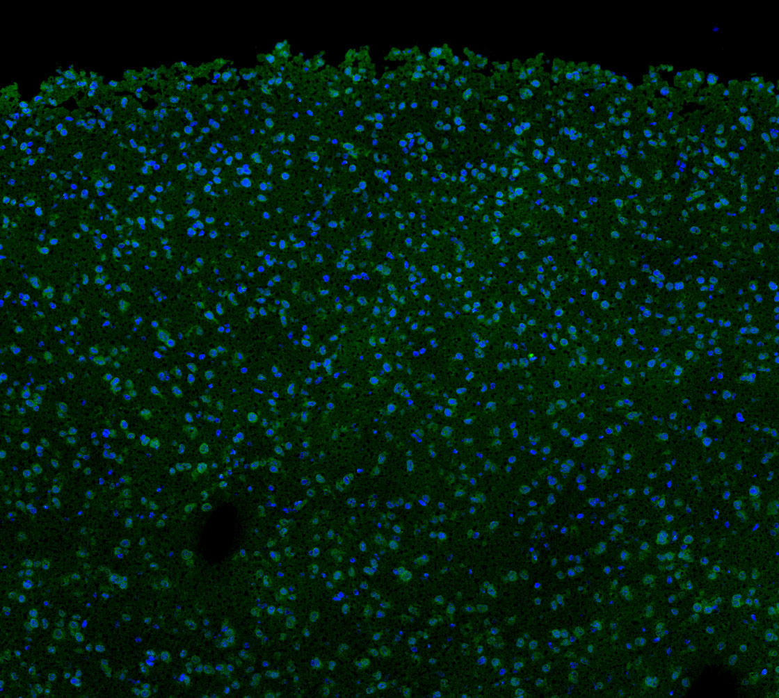 F0460-IF-Mouse-Cerebellum