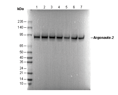 Argonaute-2 Antibody [E18J8] WB