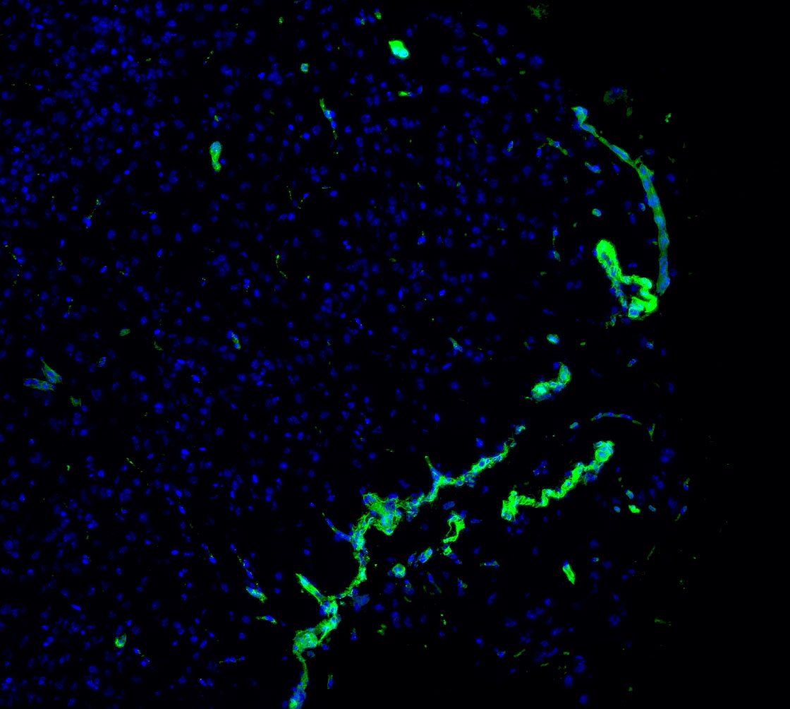 F0564-IF-Mouse-Cerebellum