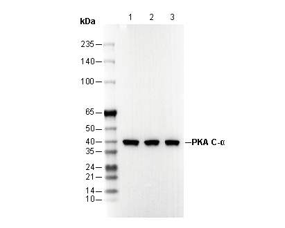 F0588-wb