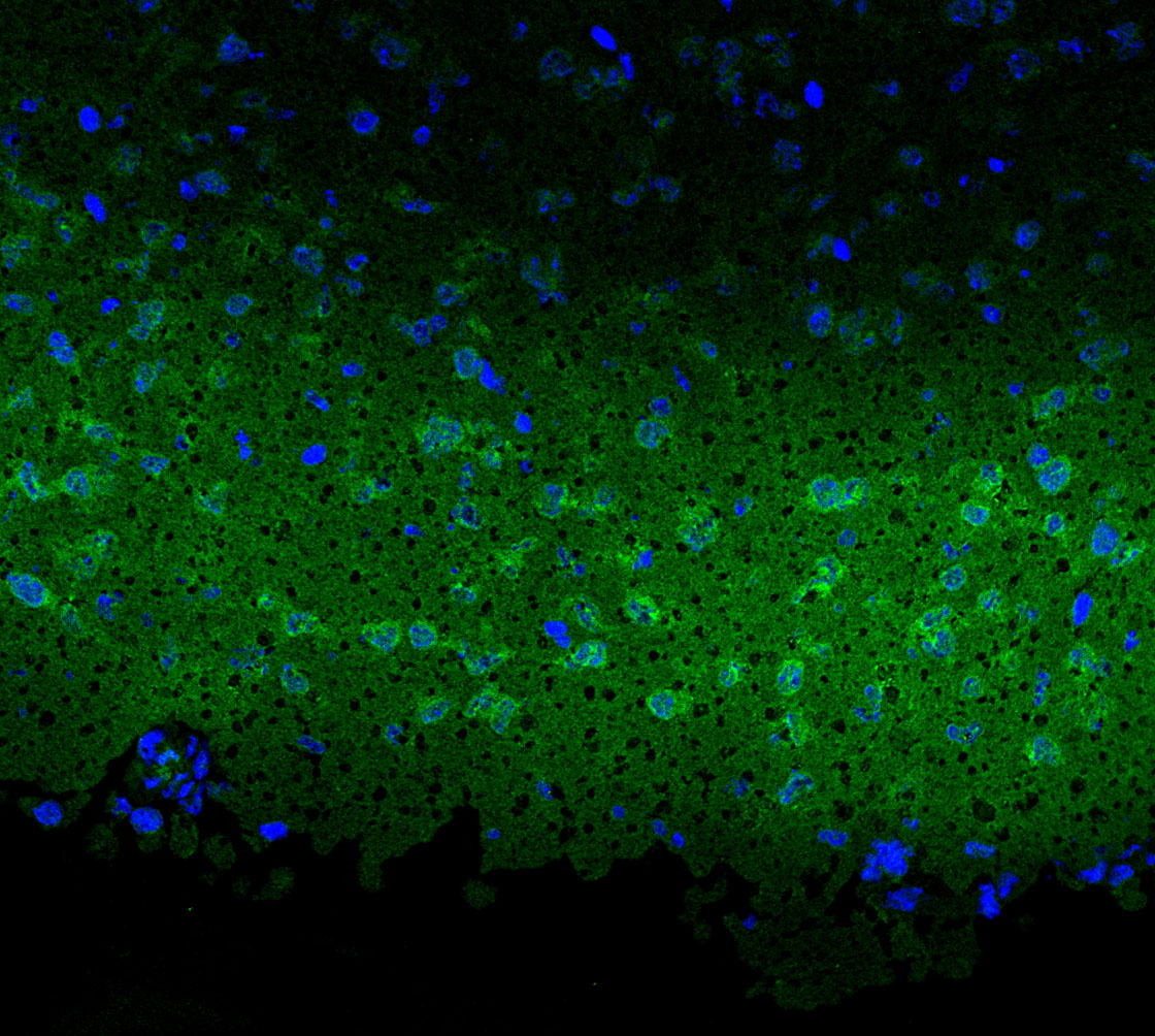 F0615-IF-Mouse-Cerebellum