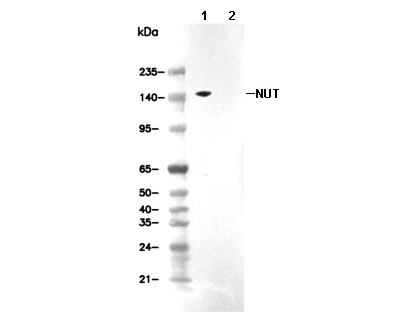 NUT Antibody [M11K3] WB