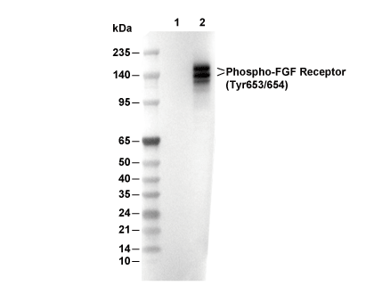 Phospho-FGF Receptor (Tyr653/654) Antibody [F13P7] WB