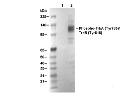 Phospho-TrkA (Y785)/TrkB (Y816) Antibody [G6J11] WB