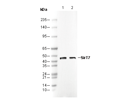 SirT7 Antibody [K23K24] WB