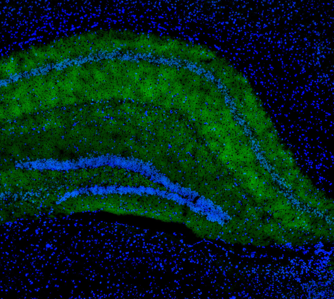 F0668-IF-Mouse-Brain