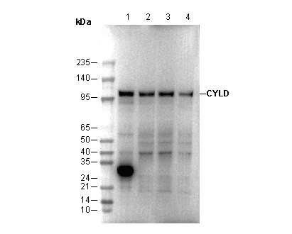 F0675-wb