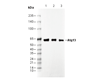 F0719-wb