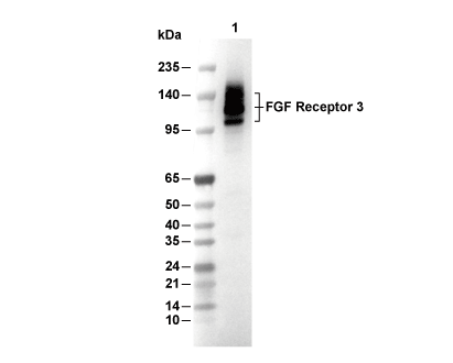FGFR3 Antibody [G21B24] WB