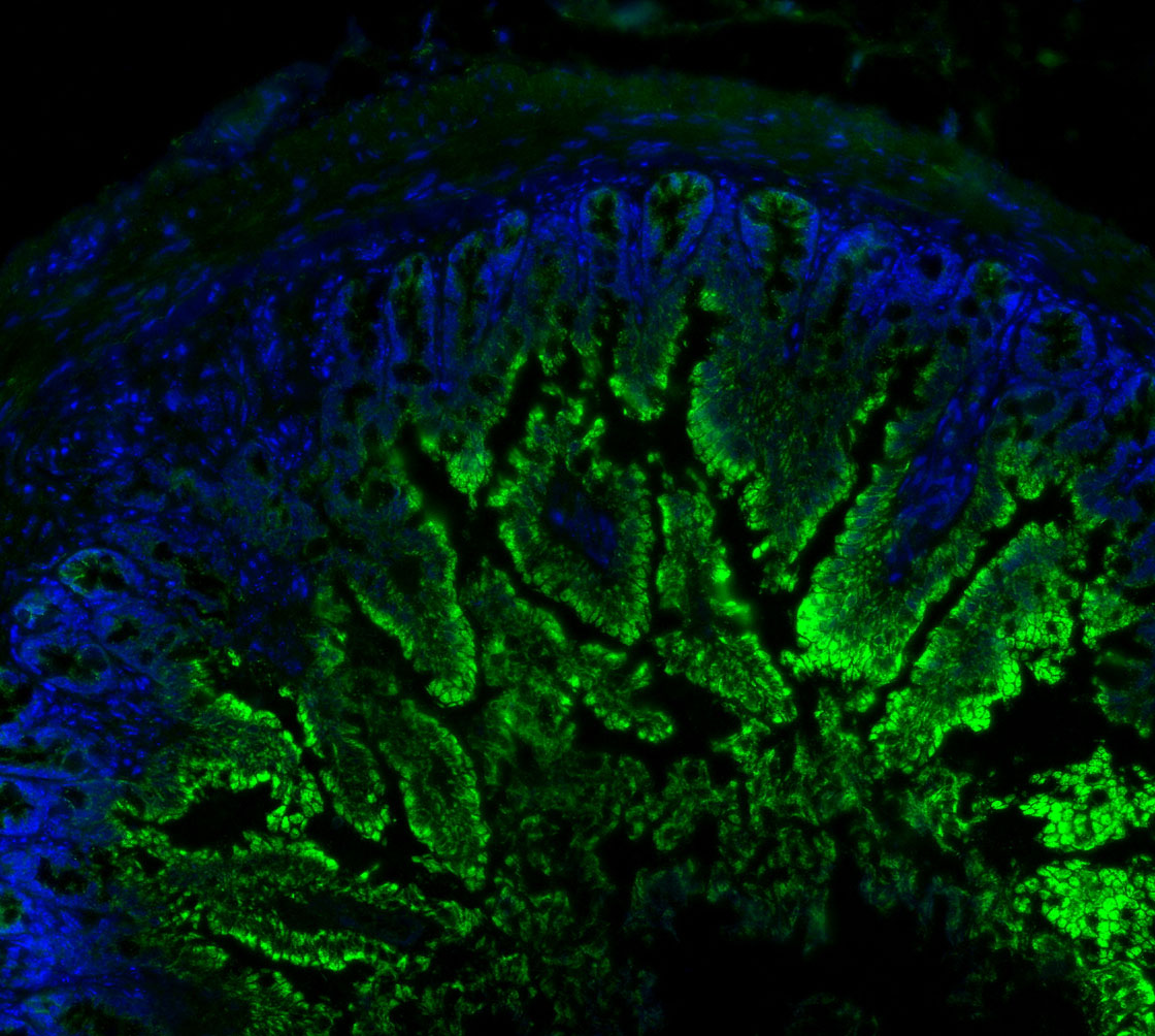 F0736-IF-Mouse-Colon