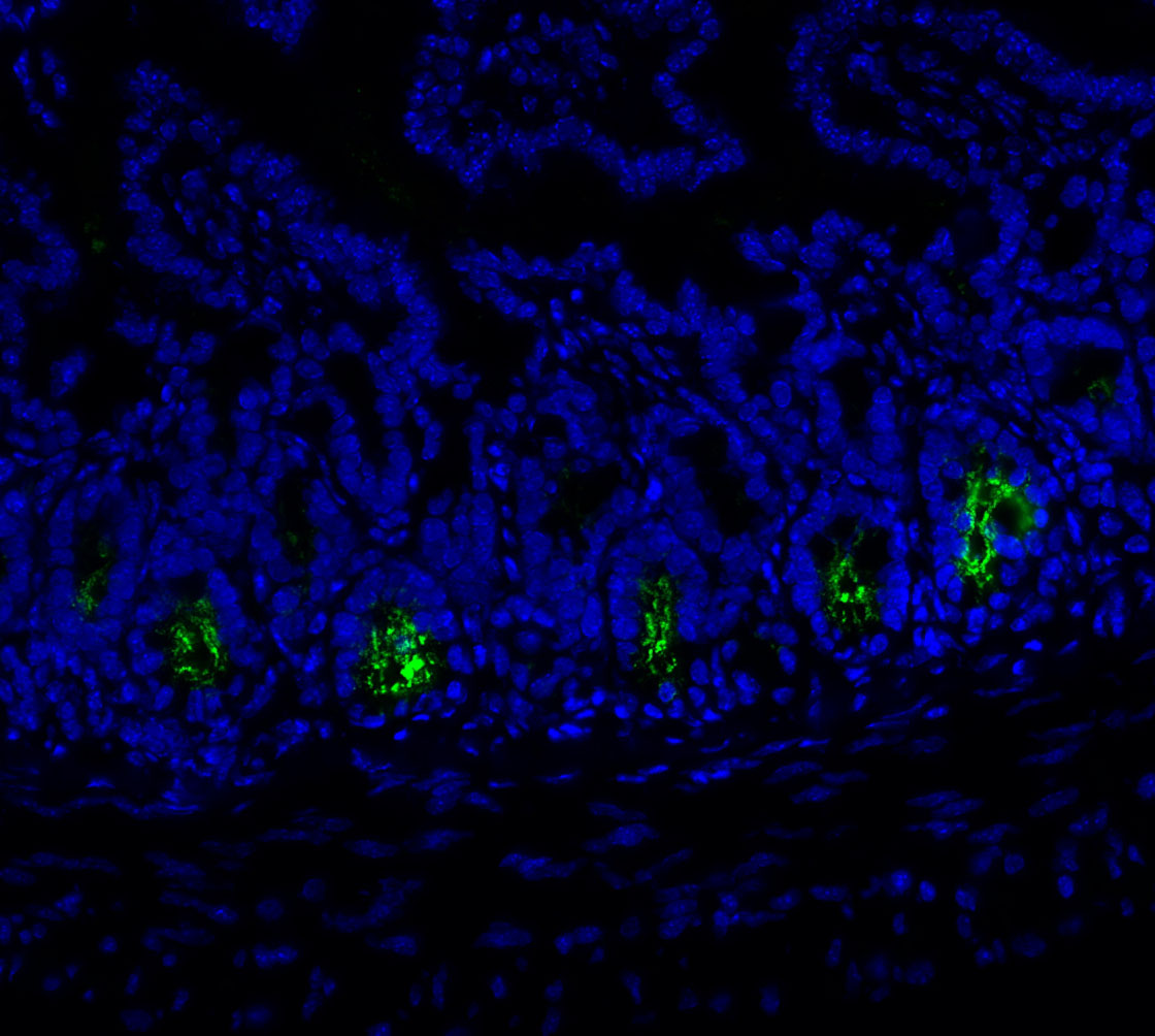 F0742-IF-Mouse-Small-Intestine