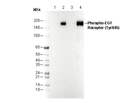 F0749-wb