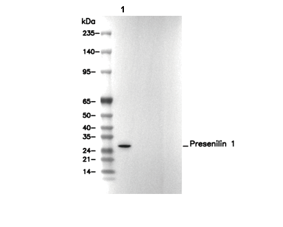 Presenilin 1 Antibody [G5E7] WB