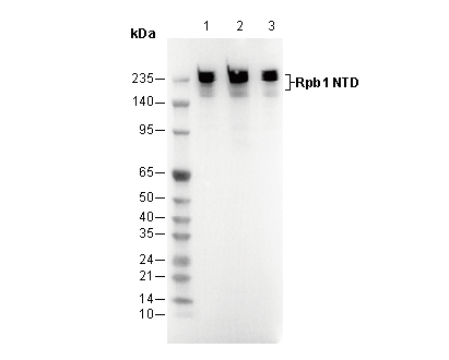 Rpb1 NTD Antibody [N20H7] WB