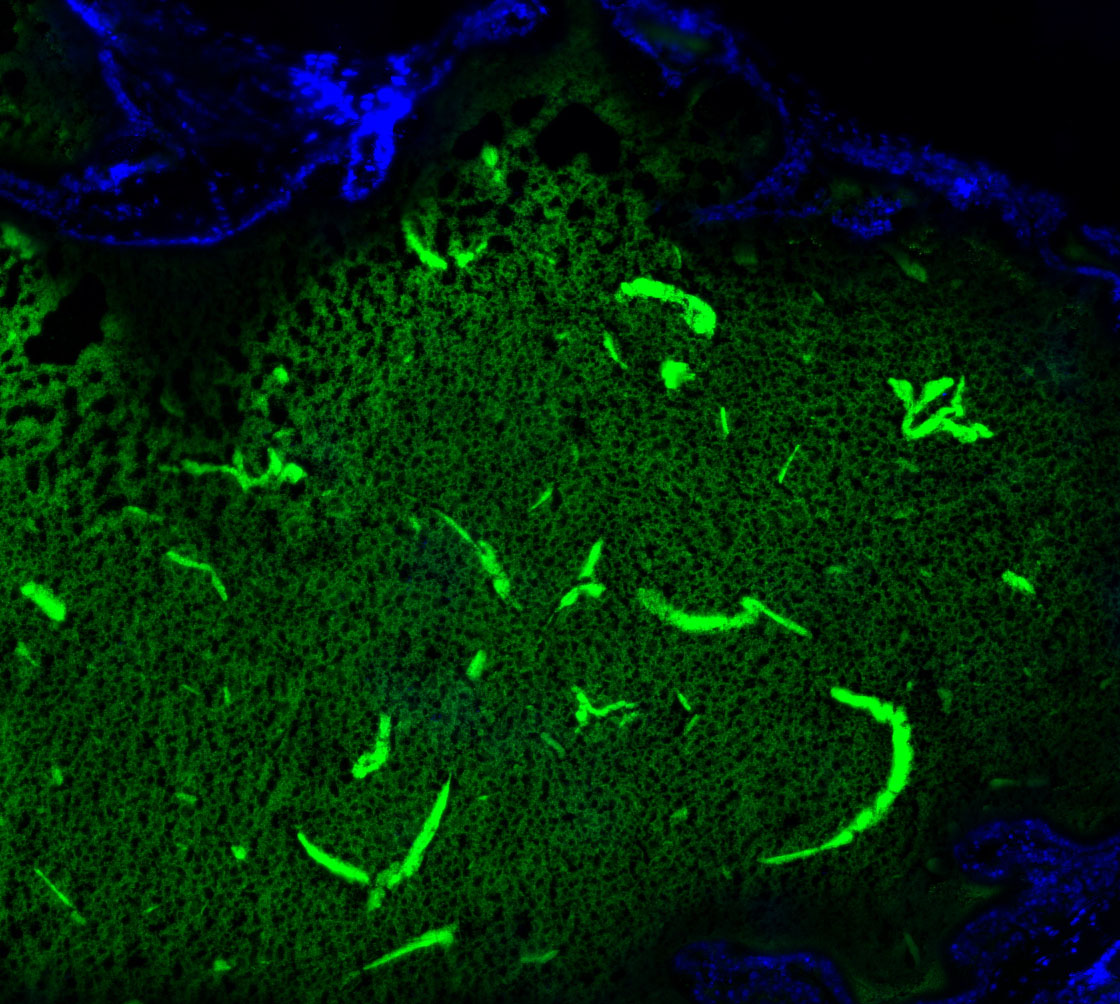 F0765-IF-Mouse-Brown-Adipose-Tissue