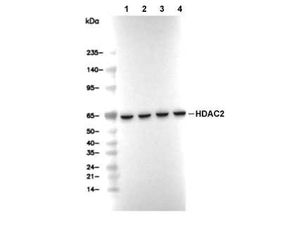 F0783-wb