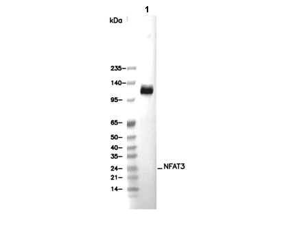 NFAT3 Antibody [A4K24] WB