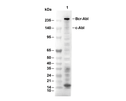 Phospho-ABL1 (Tyr245) Antibody [F15J16] WB