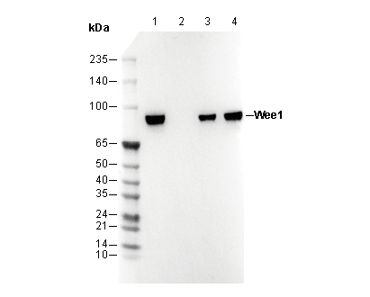 F0819-wb