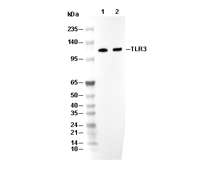 TLR3 Antibody [P15K10] WB