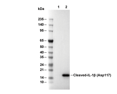 F0836-wb