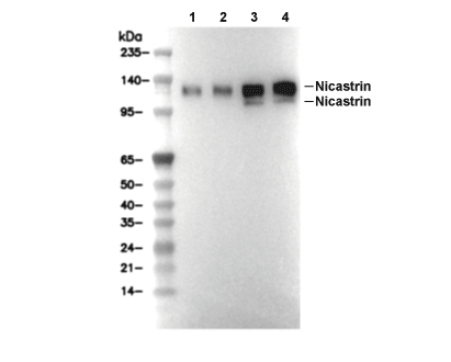 Nicastrin Antibody [H21H1] WB