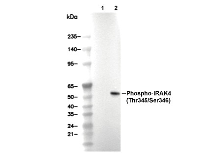 Phospho-IRAK4 (Thr345/Ser346) Antibody [G2K20] WB