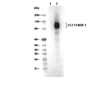 TCF11/NRF1 Antibody [F22N18] WB