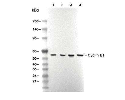 Cyclin B1 Antibody [C9G10] WB
