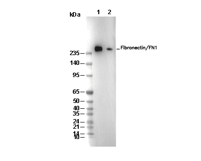 Fibronectin/FN1 Antibody [C12E22] WB